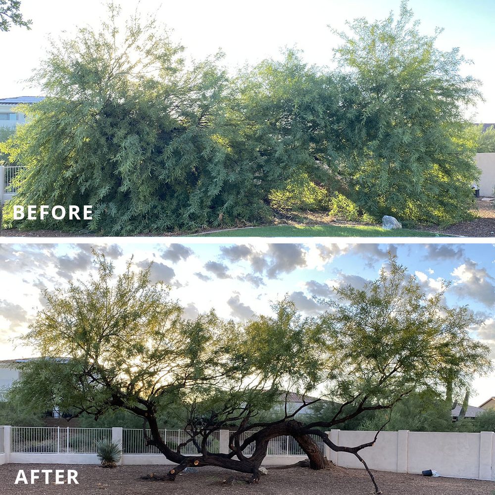 Happy Tree Guys – Trimming and Removal