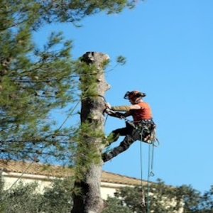 Tree Service Toledo OH