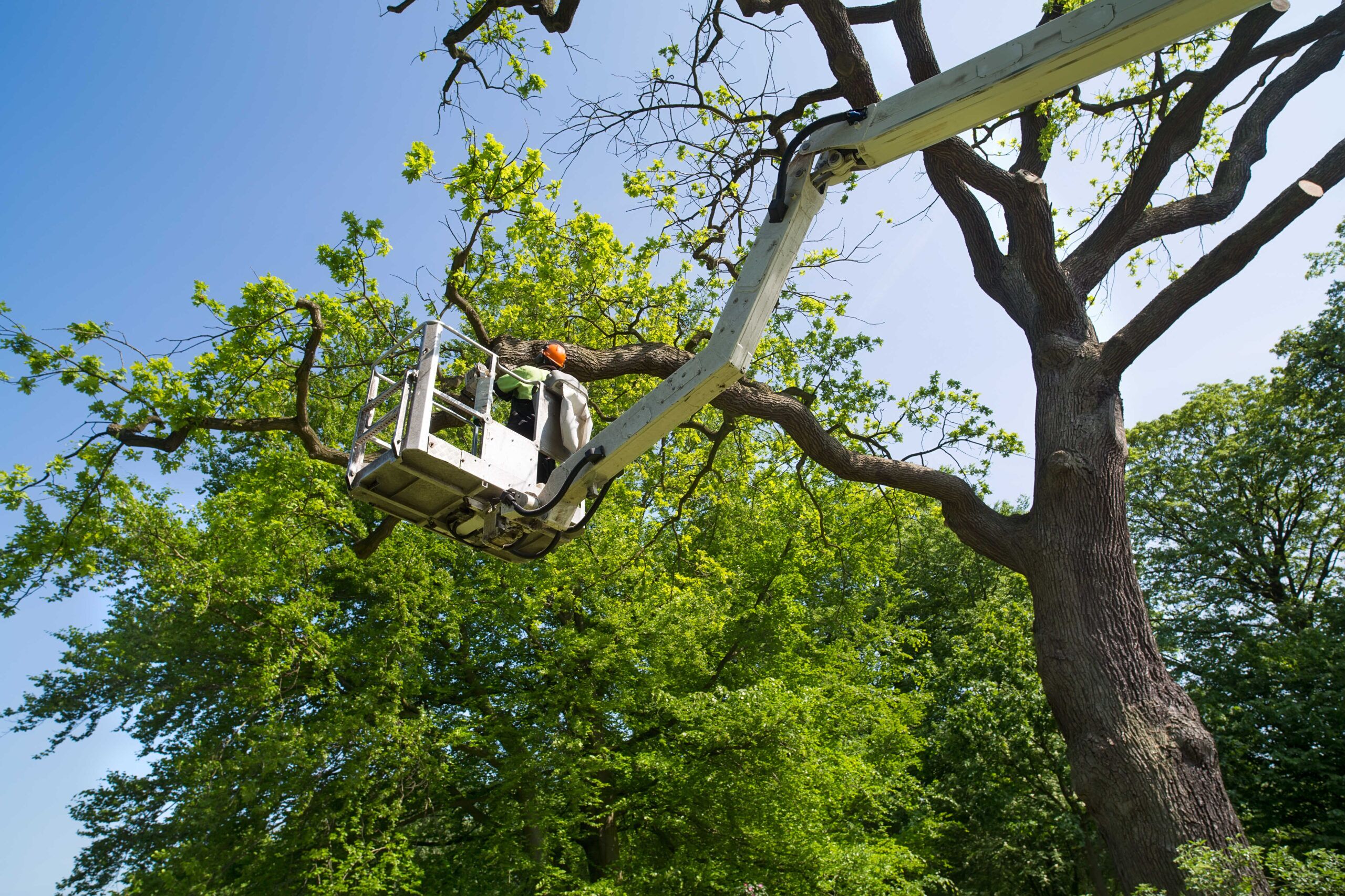 Tree Service Youngstown OH