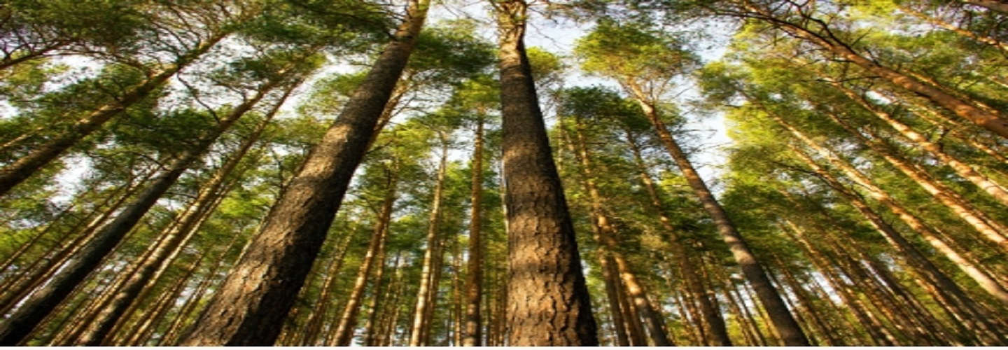 Quality Tree Service Tuscaloosa
