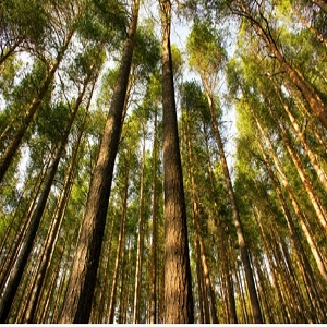 Pro Tree Service Houston Tx