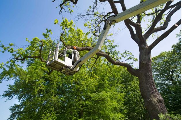 Tree Service Burlington NC