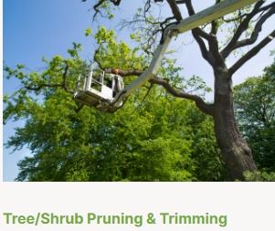 Best Quality Tree Service Ann Arbor MI