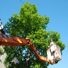 Monstrosity Tree Service LLC