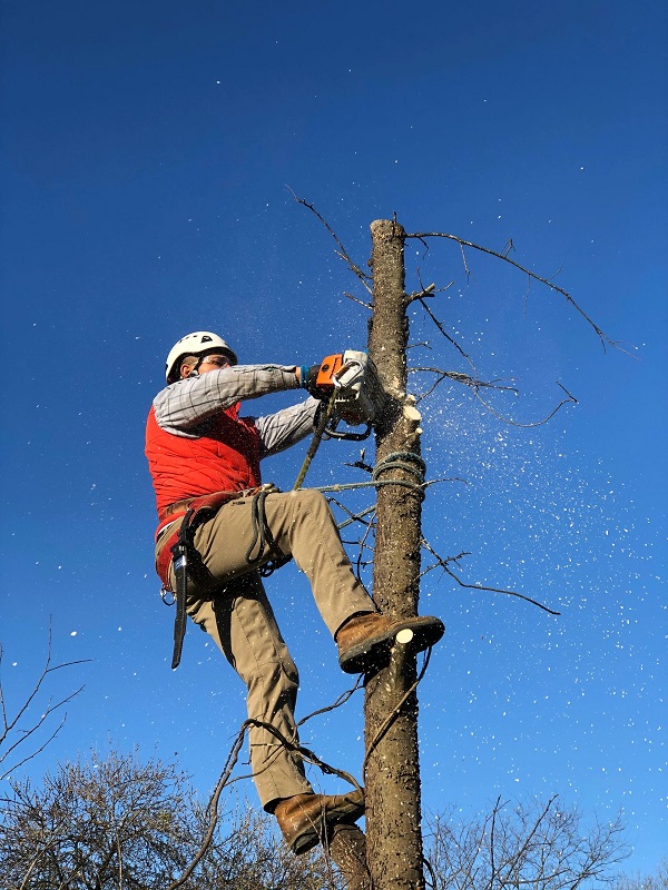 Professional San Antonio Tree Removal