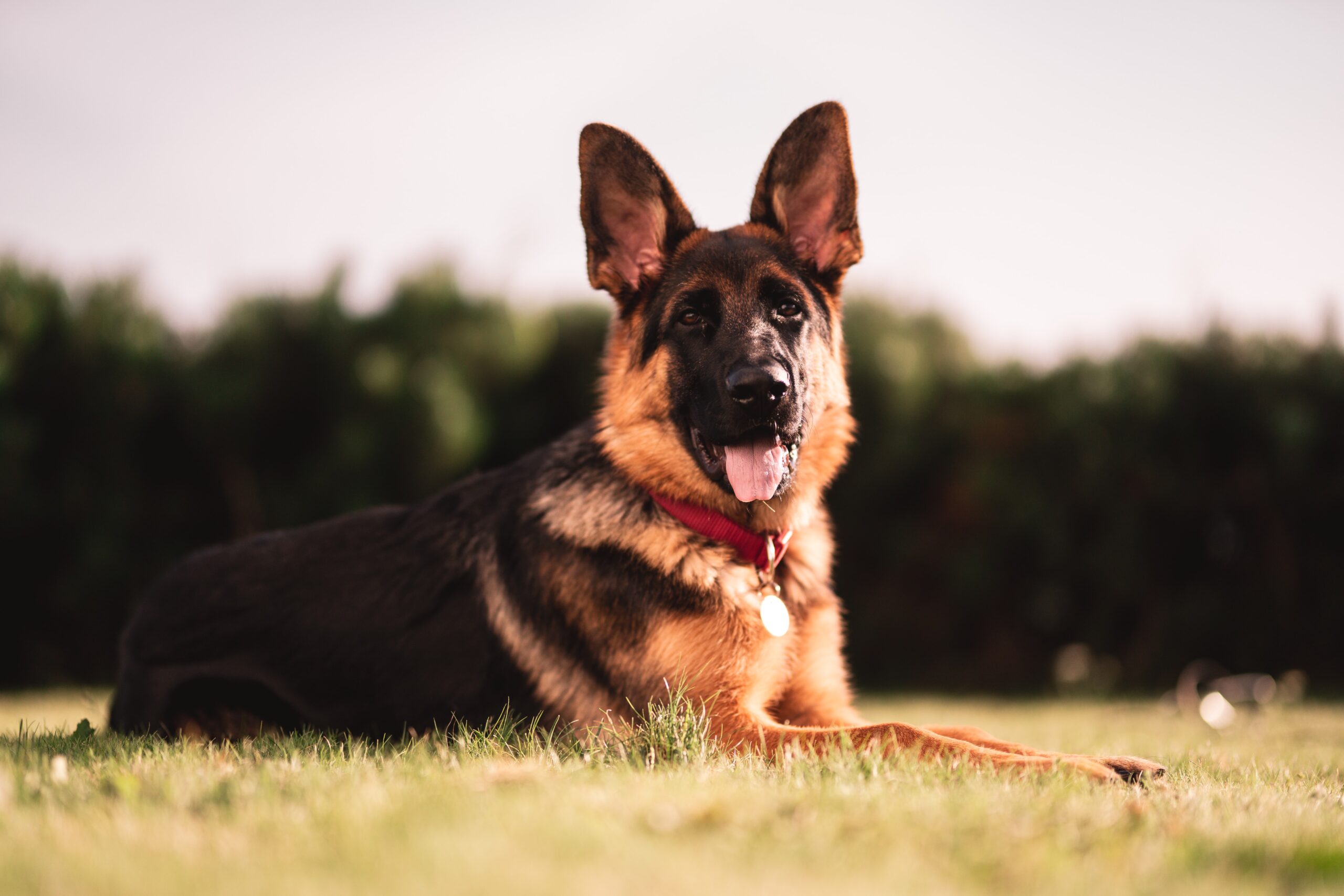 German Shepherd Breeder, Puppies and Dogs for Sale in New Jersey