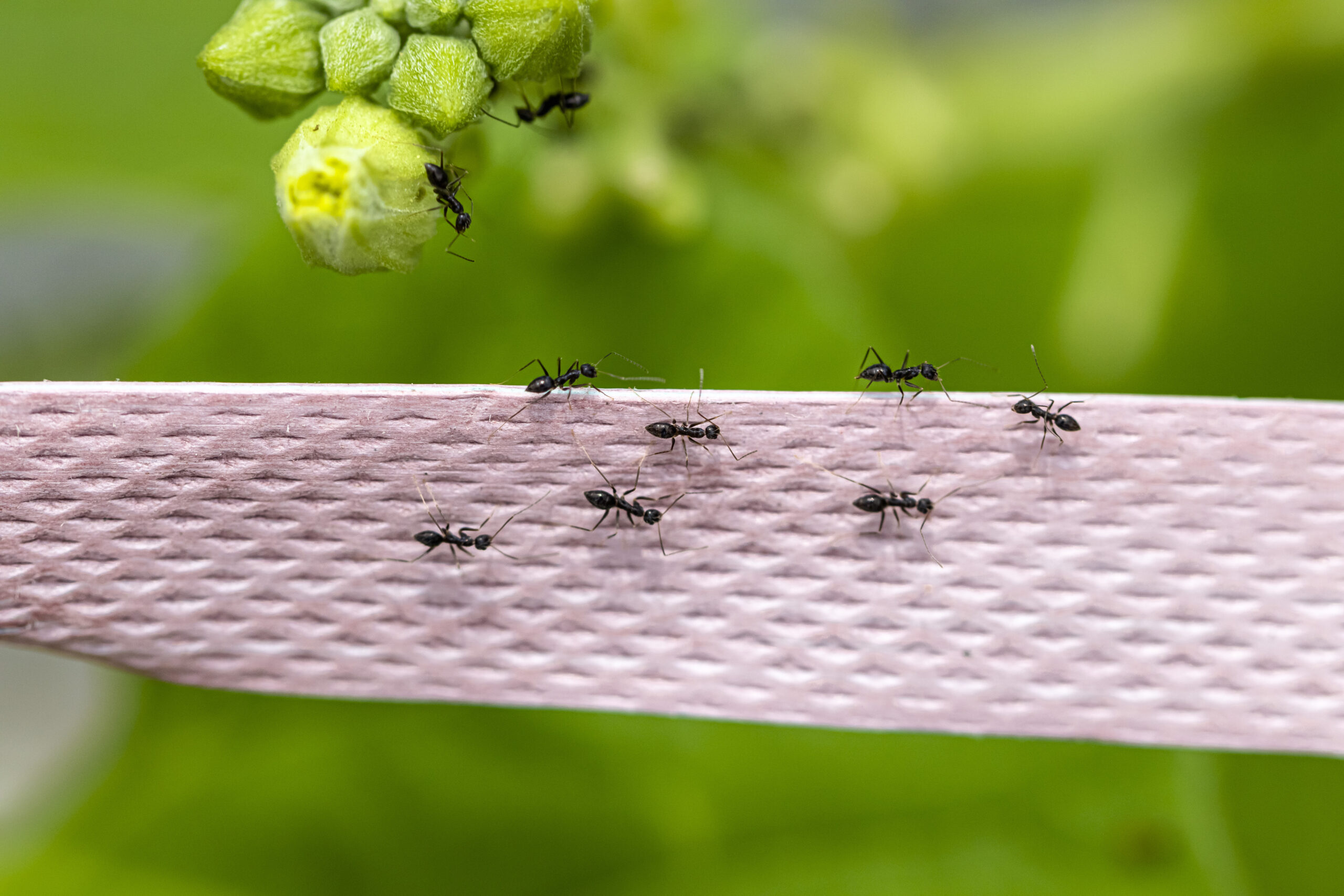 Arlington Pest Control Pros