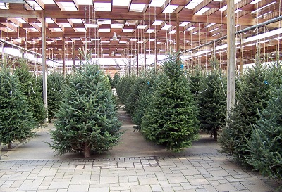 Hamilton Tree Service