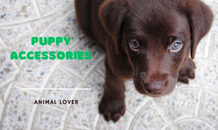 puppy accessories