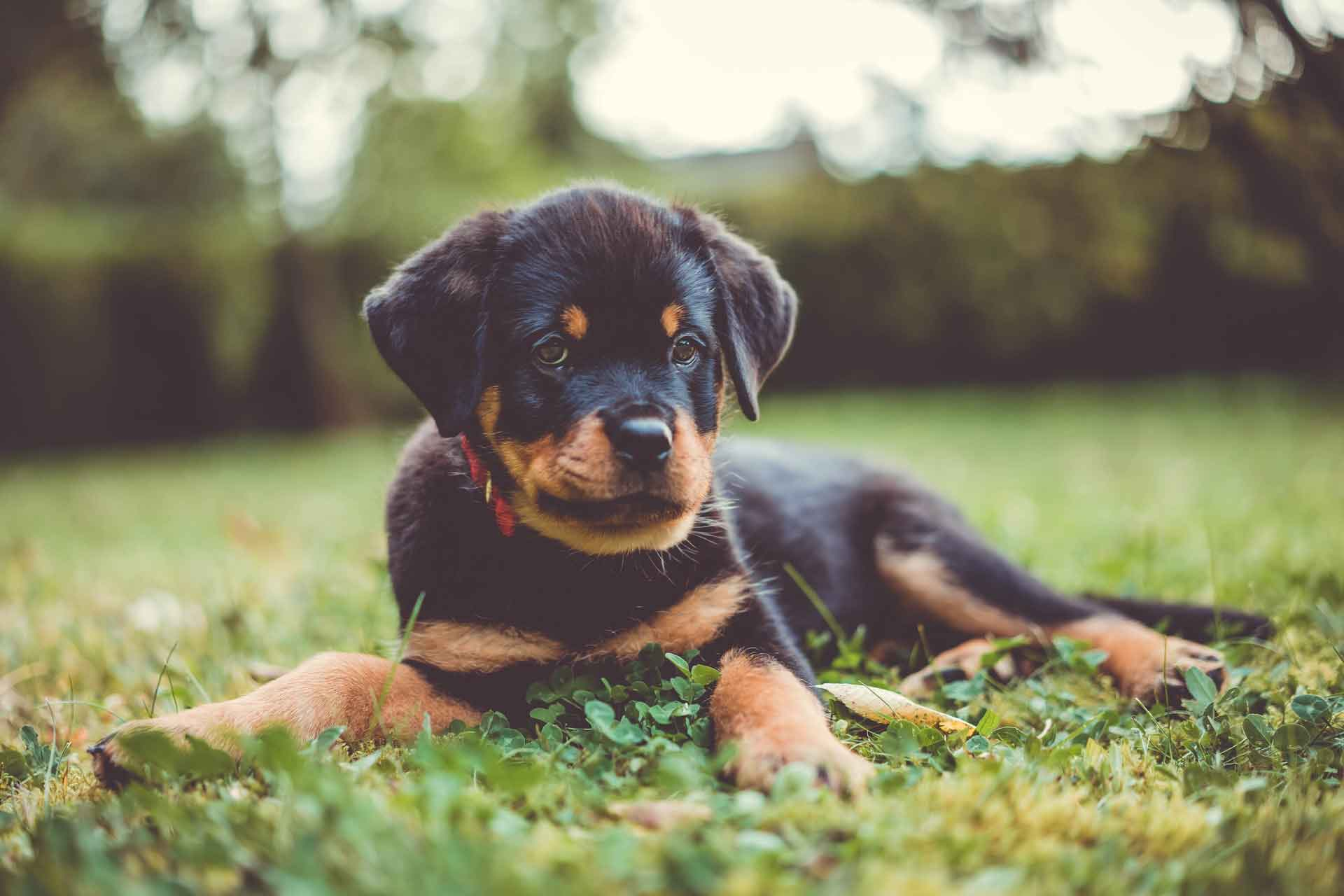 Champion Rottweilers