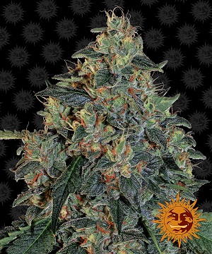 Kings Seedbank