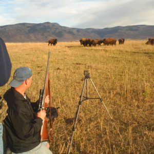 Hi Mountain Bison & Buffalo Hunts