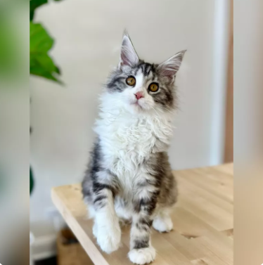 MeoWoof Kittens & Puppies