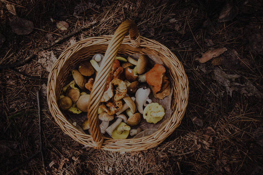 Avodah Wellness