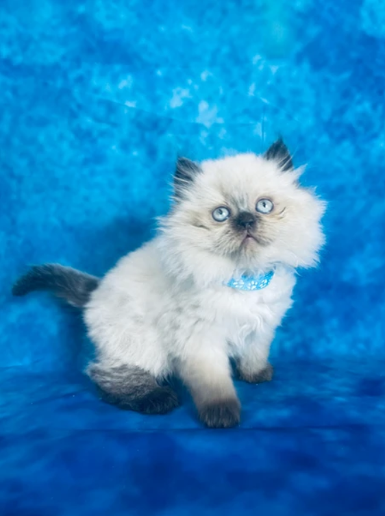 Purrfect Scottish Kittens