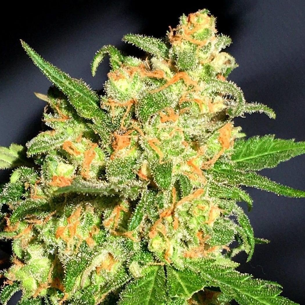 DC WEED