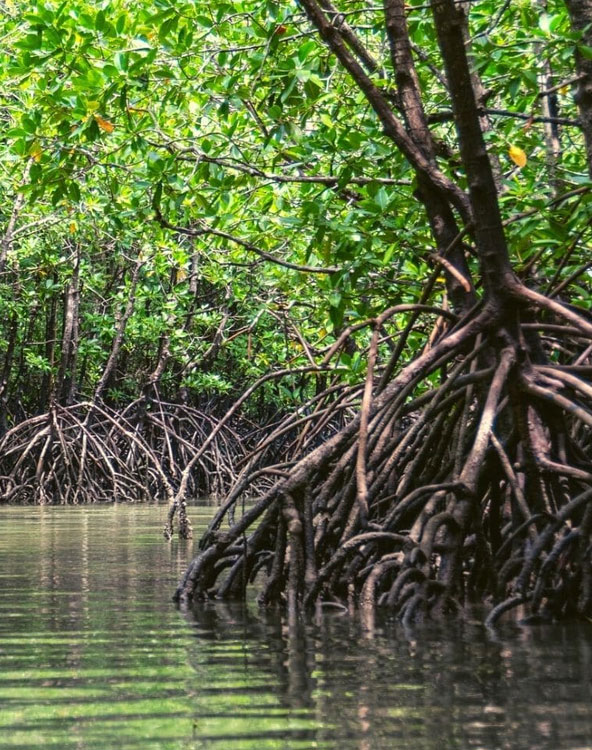 Sundarban National Tourism