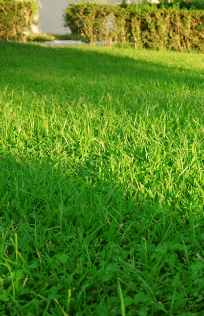 Summit Lawn Fertilization & Pest Control
