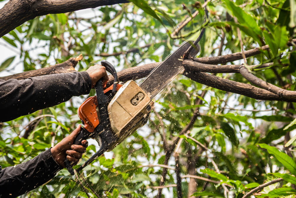 Tree Service Belleville IL