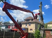 I have taken tree service in Rochester NY from Branch Specialists …