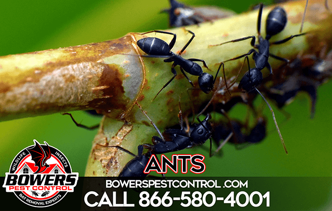 Bowers Pests Control