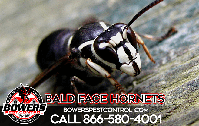 Bowers Pests Control