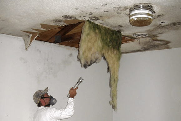 Absolute Mold Remediation Ltd.