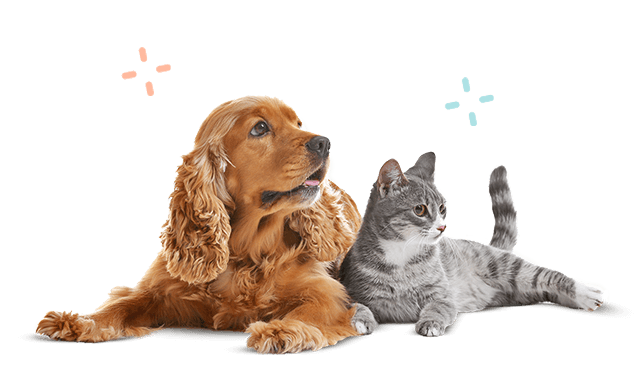 Hellopets: Premium Cat Grooming in Etobicoke – Elevate Your &hellip;