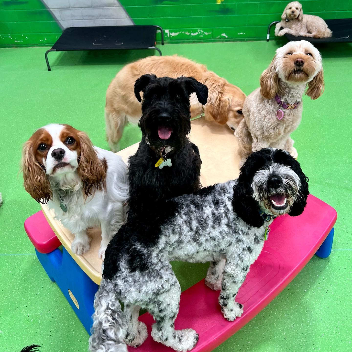 The Dog Dazzlers