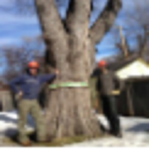 Trilogy Tree Services Ltd.