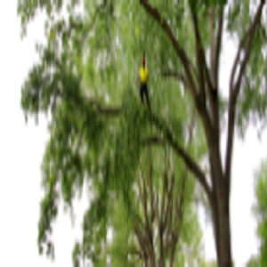 Trilogy Tree Service