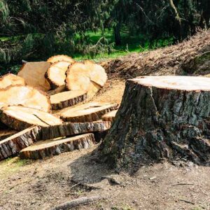 Tree Felling Roodepoort