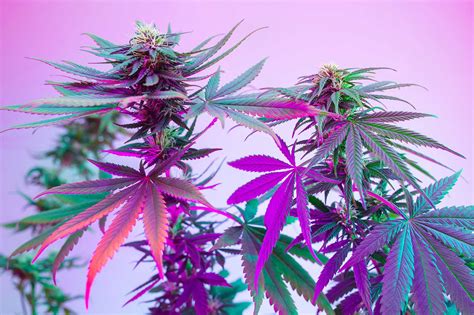 Dain City Marijuana