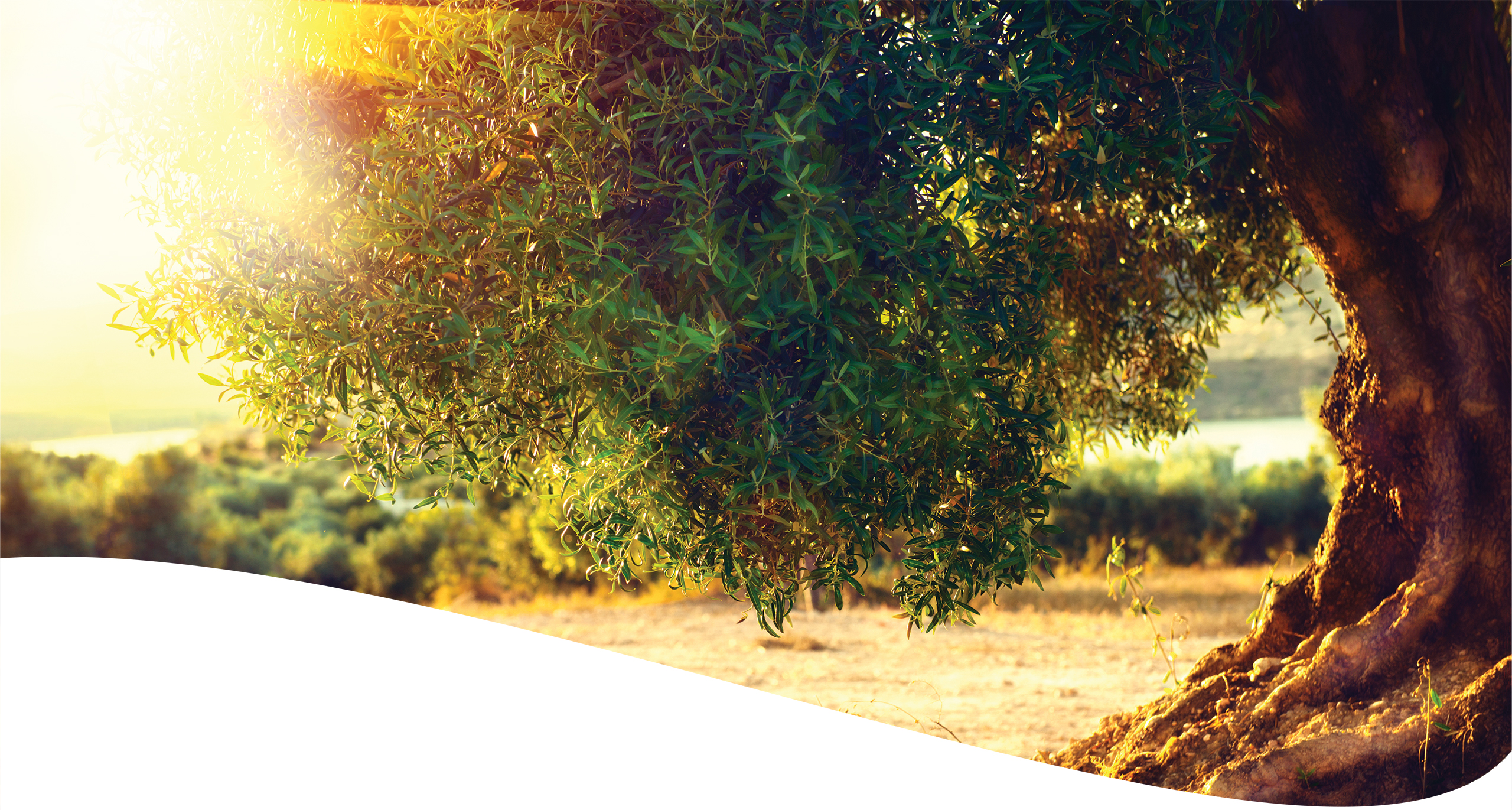 Organic Tree Services