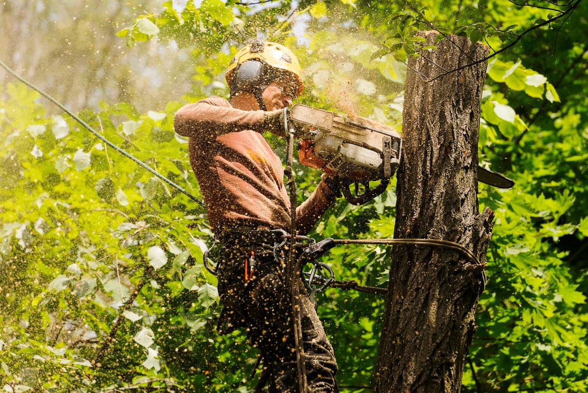 Tree Service Belleville IL