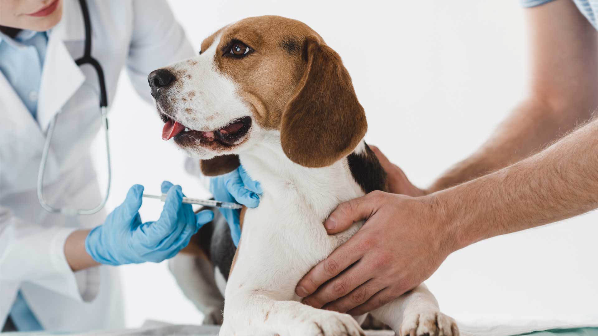 VETERINARYCARE At Belmont ™