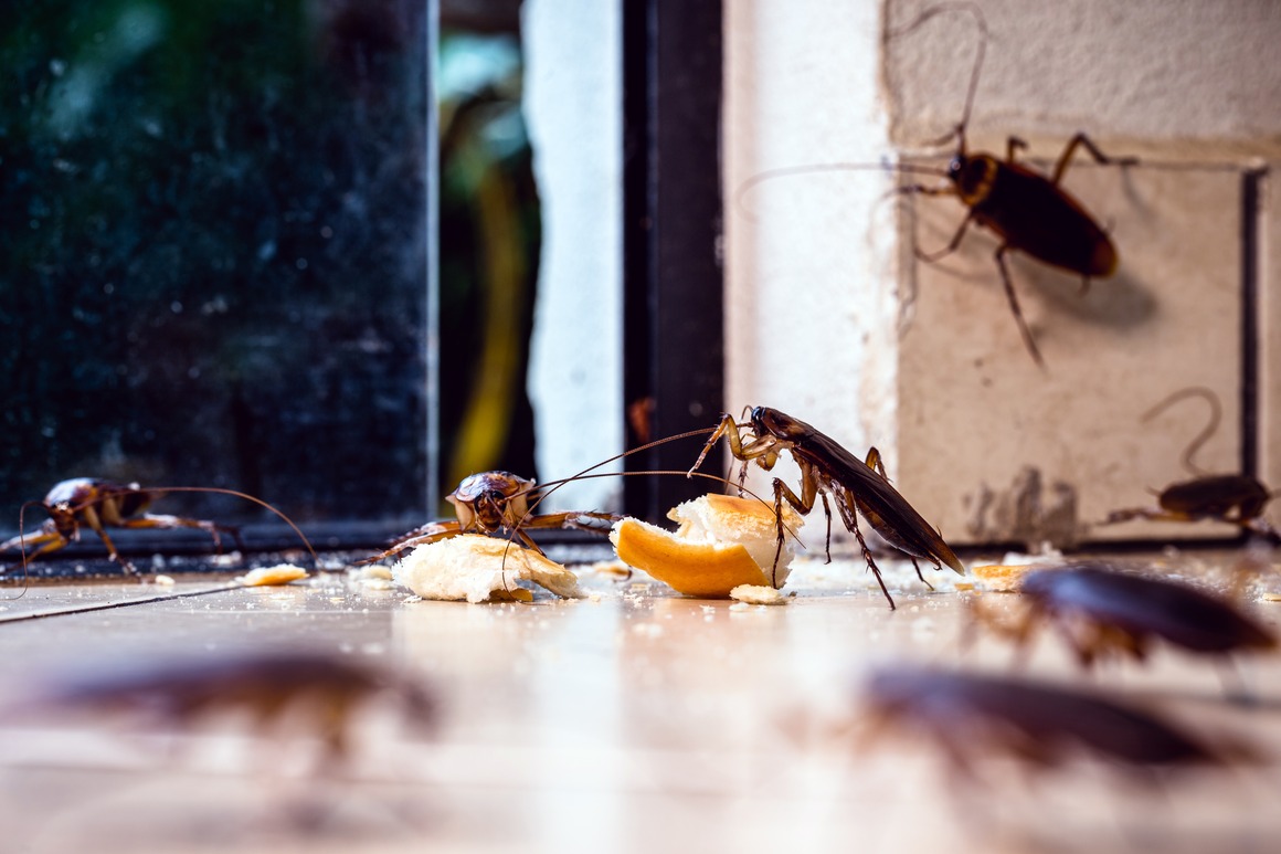 City Pest Control Inc.