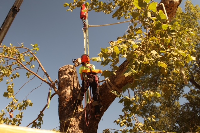 Eden Tree Company