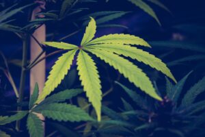 CannDelta Cannabis Licensing Consultant