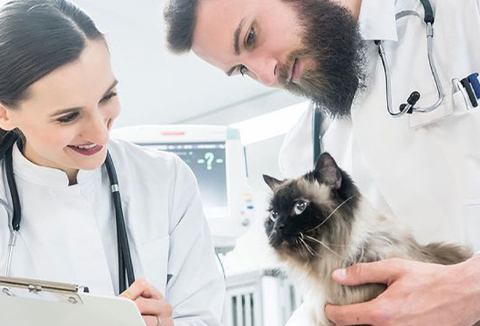 Lincoln Avenue Cat and Dog Hospital