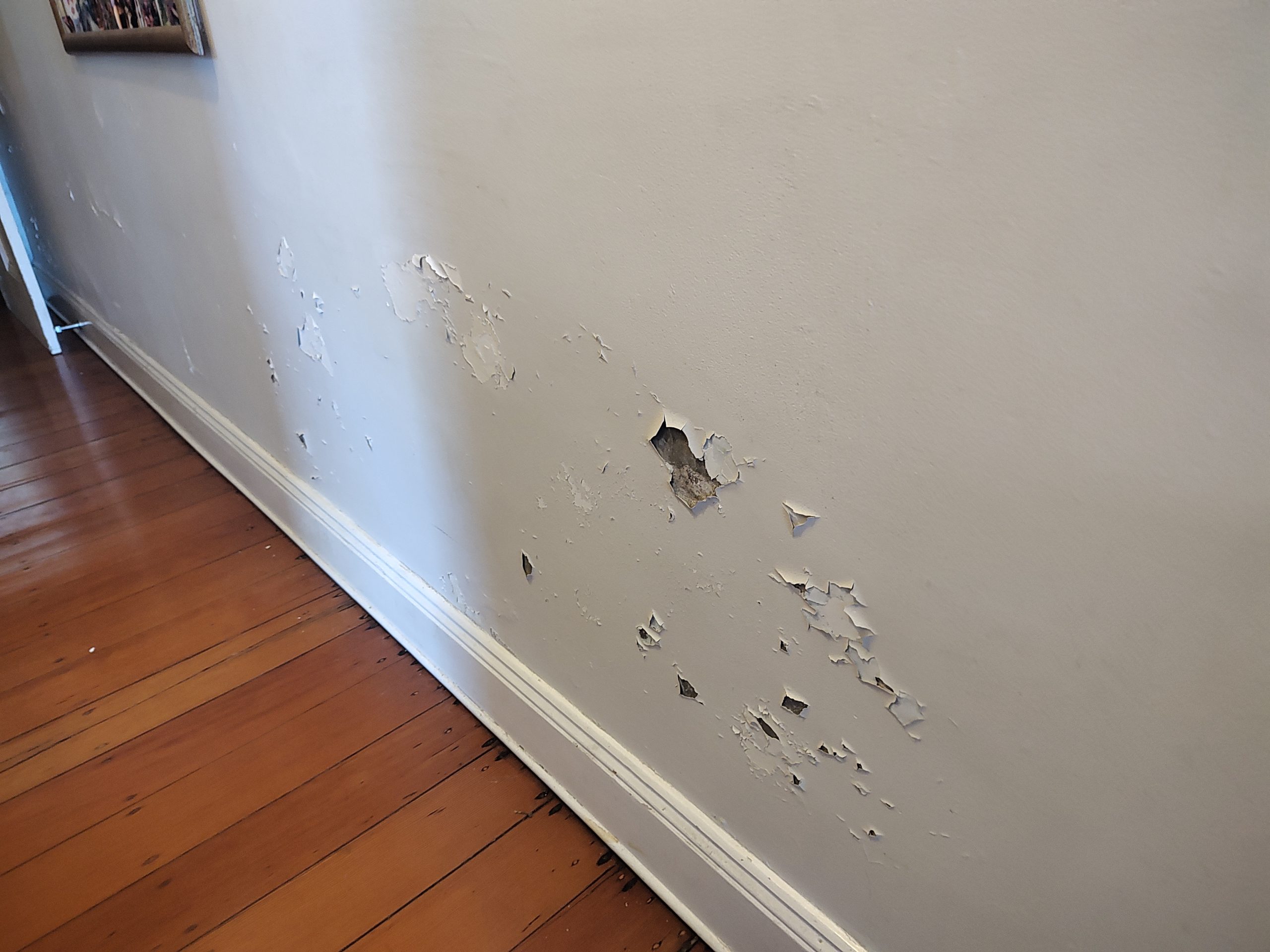 Sydney Rising Damp