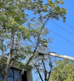 Tree Services – Treefari