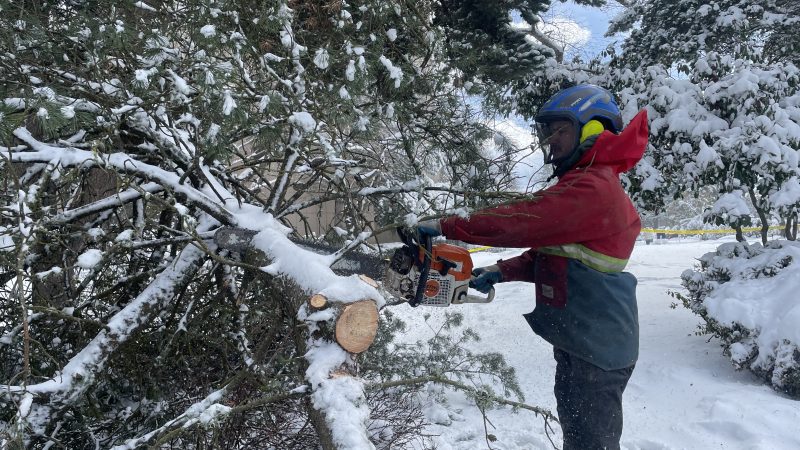 ArborPro Tree Experts