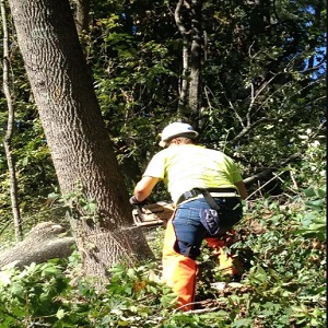 Tree Care Frederick MD