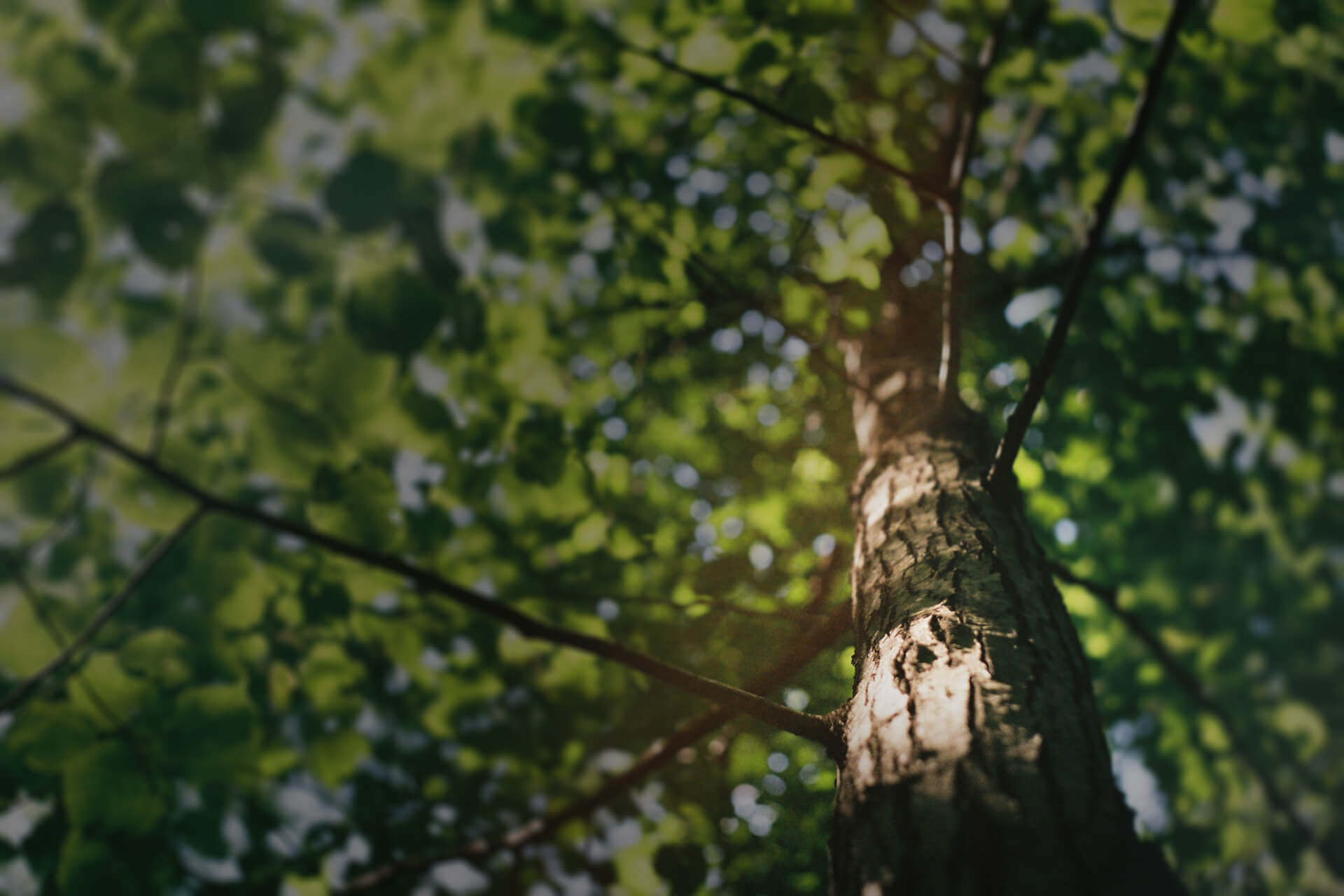 Red Hawk Tree Care