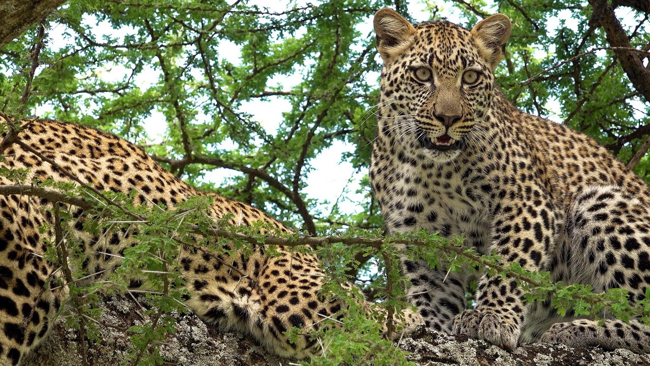 african trave ltour