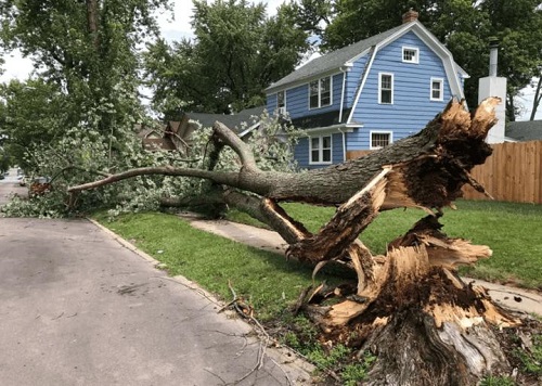 Charlottesville Tree Works