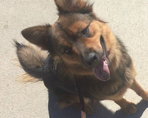 Flash Dog Training, LLC