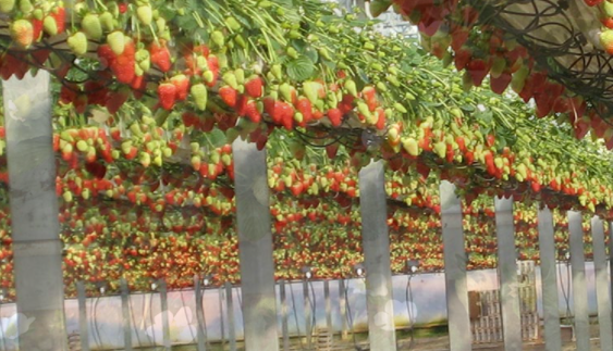 Hydroponics greenhouse