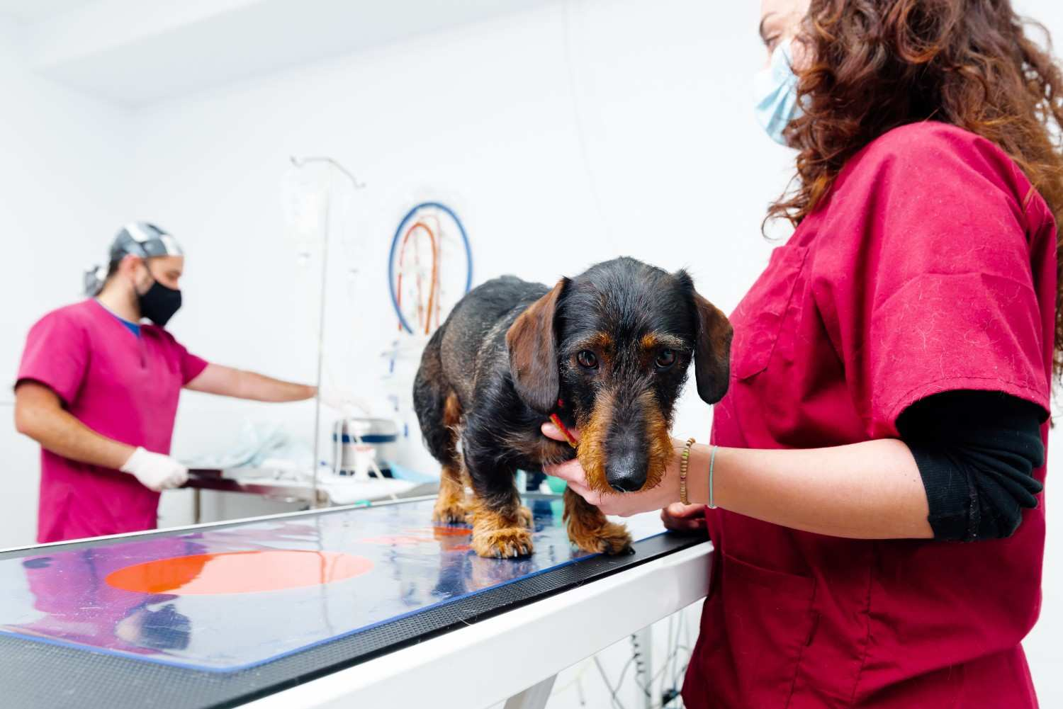 PawCare